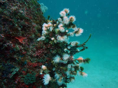 トサカとイソギンチャクin初島