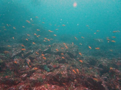 初島フタツネのキンギョハナダイ群れ150429