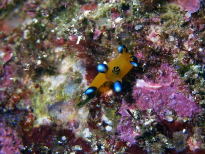 初島フタツネ、テトラのちびピカチュー