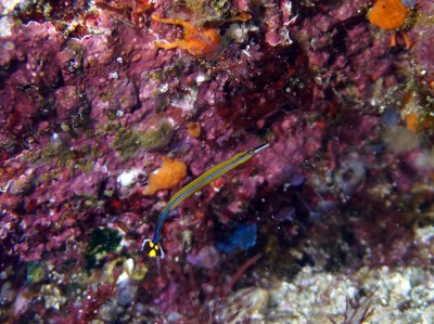 初島フタツネ、テトラ付近のノコギリヨウジ