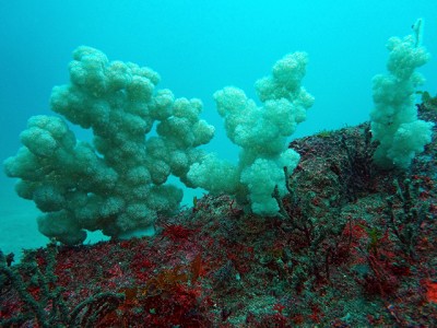 初島フタツネのトサカ150505