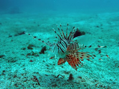 初島フタツネのミノカサゴ