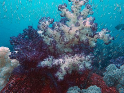 初島のヤグラ、トサカと群れ