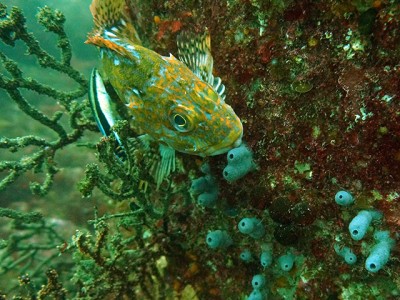 初島フタツネでカサゴがクリーニングされる