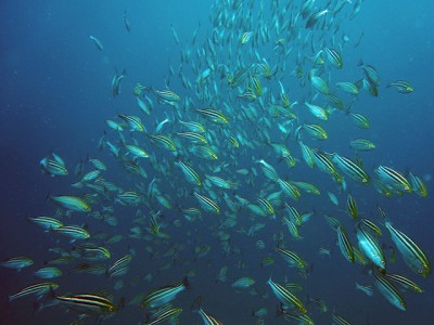 初島フタツネでイサキの群れ150525