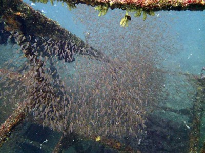 初島フタツ根ダイワハウスのキンメモドキ150531