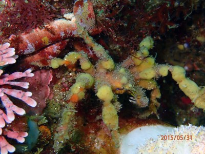 初島フタツ根のアケウス150531