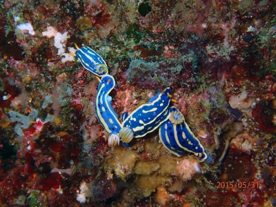 初島フタツ根でアオウミウシの奇妙な行動