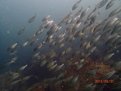 初島フタツネ、新根のイサキ150531