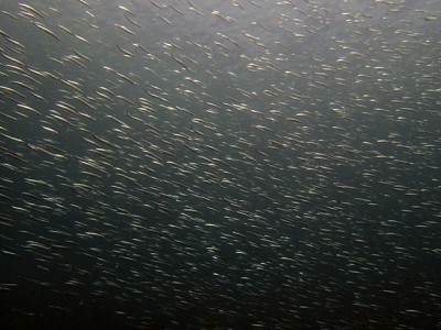 初島フタツネでキビナゴの群れ150606