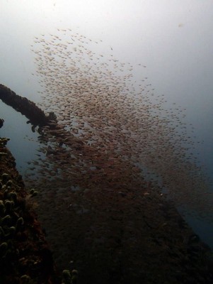 初島フタツネ、ダイワハウスのキンメモドキ150606