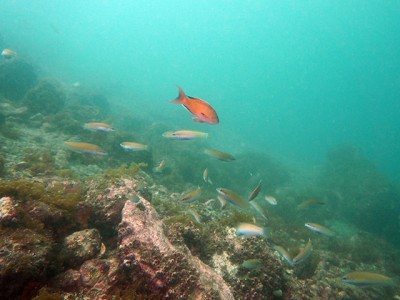 獅子浜で中性浮力SP