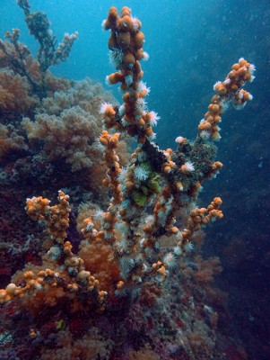 熱海ソーダイ根通り道