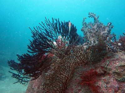 初島フタツネのヤギとトサカ