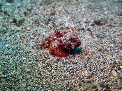 初島フタツネでサツマカサゴ