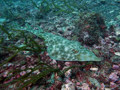 初島フタツネのサカタザメ