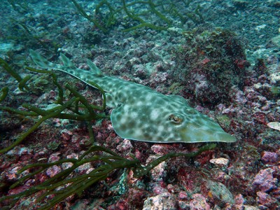 初島フタツネのサカタザメ